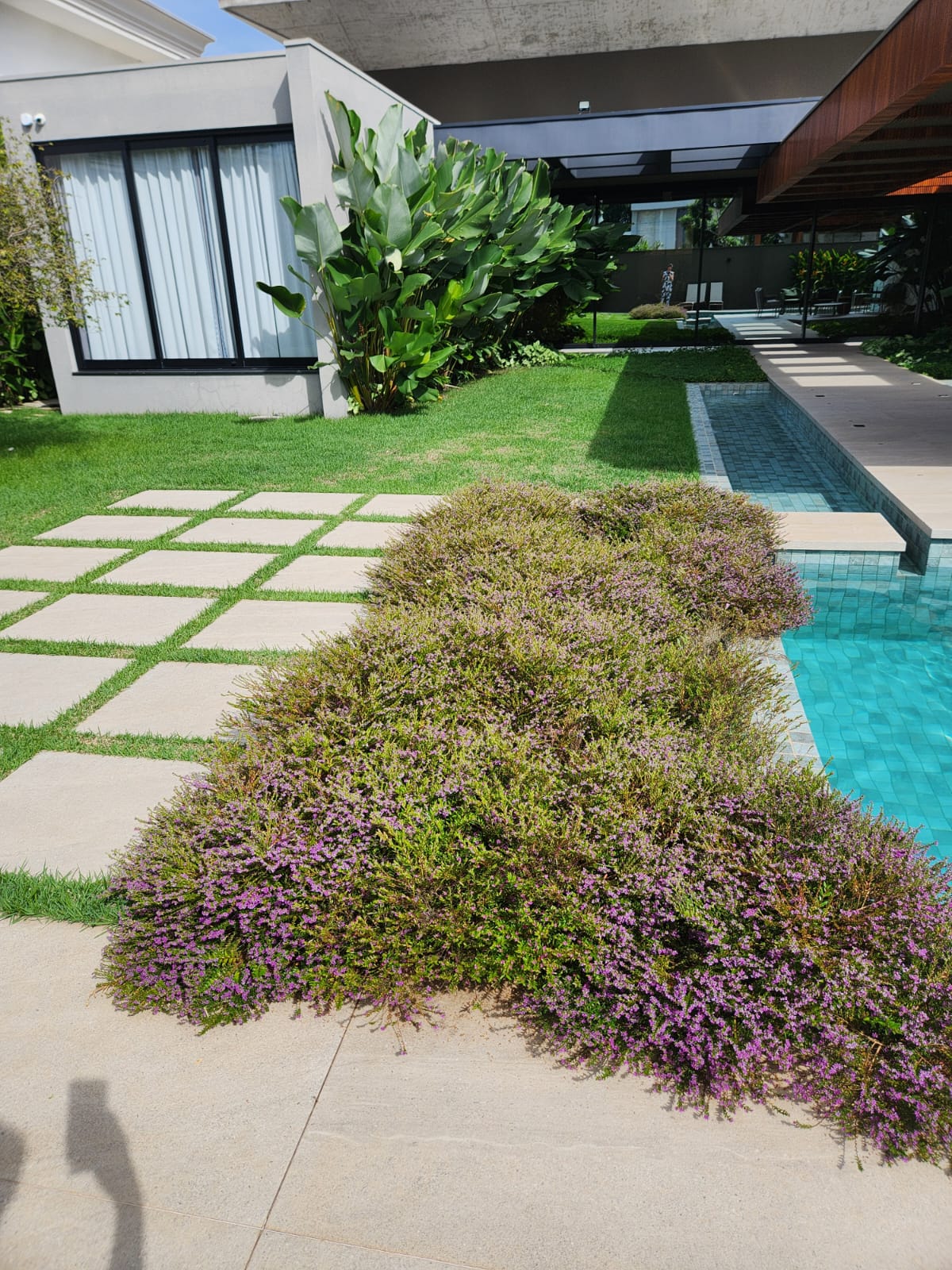 Jardim com forração roxa